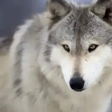 Profile image of 늑대