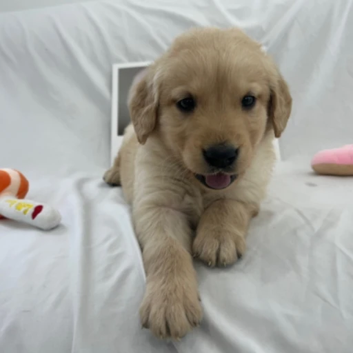 강아지와 여행 👋