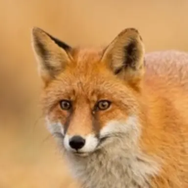 Profile image of 히키라 유키마