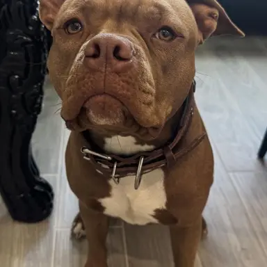 Profile image of Bella