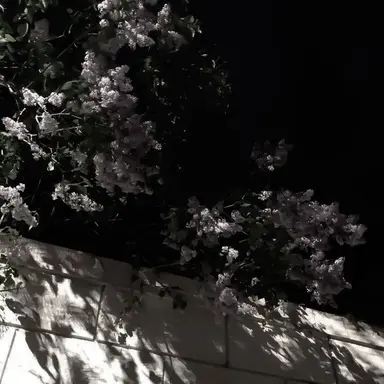 Profile image of 채스터