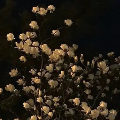 Profile image of 이핑구