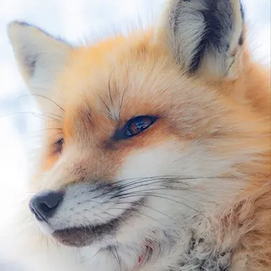 Profile image of 여우