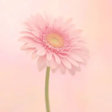 Profile image of ジャニーズと高校生