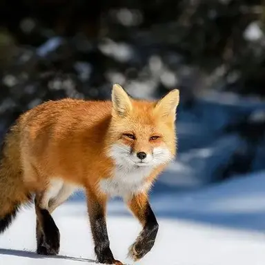 Profile image of 코미츠