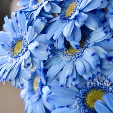 Profile image of 太智