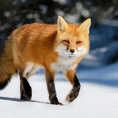 Profile image of 여우 늑대