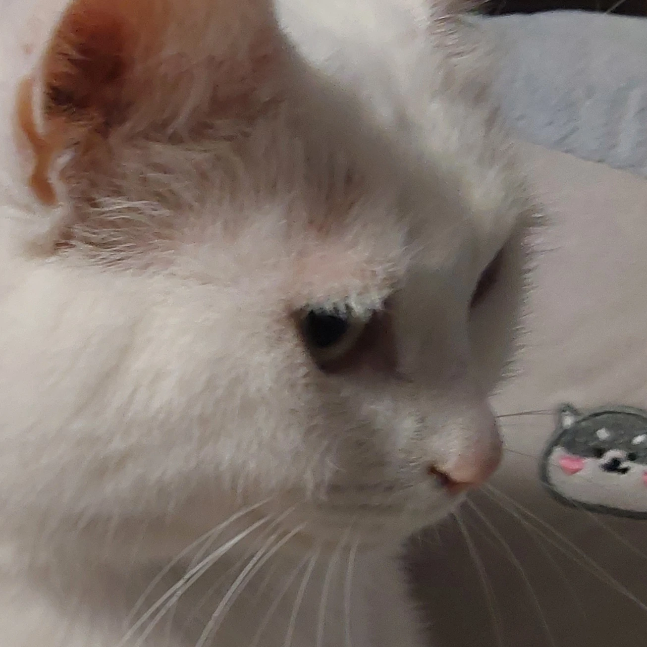 꼬꼬