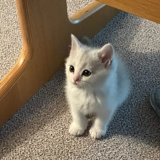 Skiski의 고양이