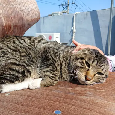 Profile image of 만두냥이