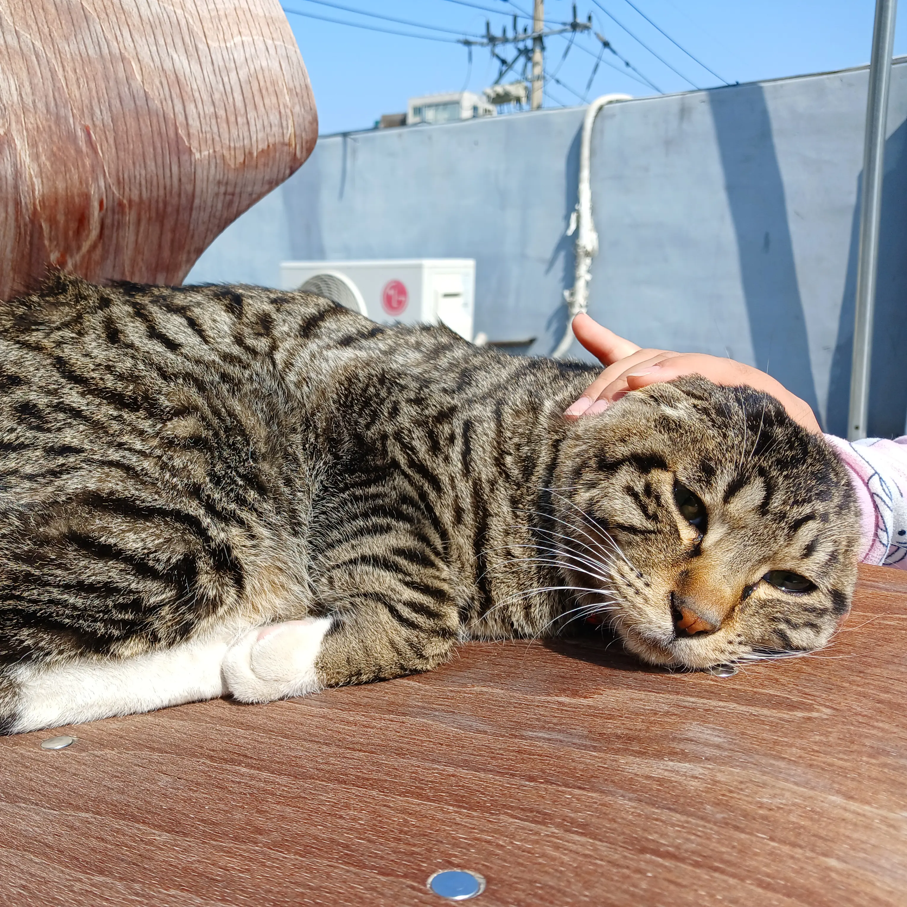 MildKrait0250의 만두냥이