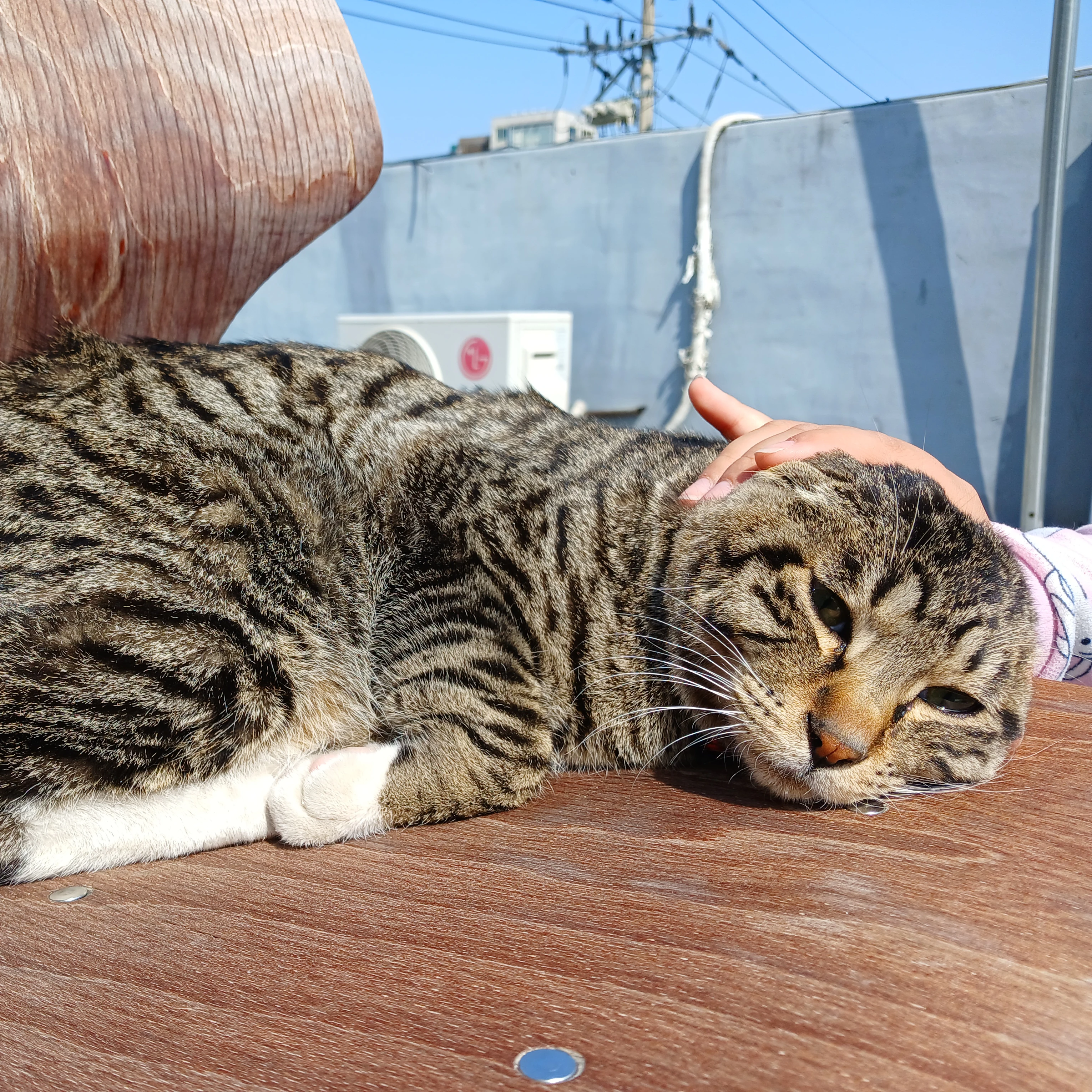 만두냥이