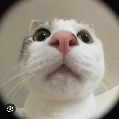 Profile image of 웃는 고양이