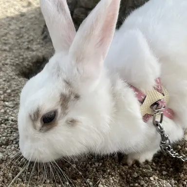 Profile image of ハンビン