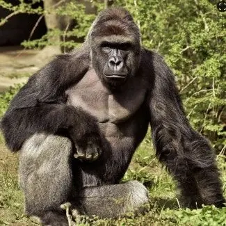 Profile image of Gorilla