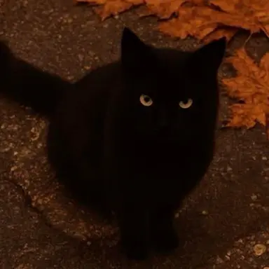 Profile image of 猫ちまおぱよー