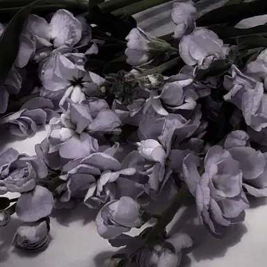 Profile image of 高橋恭平