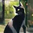 黒猫ちゃん