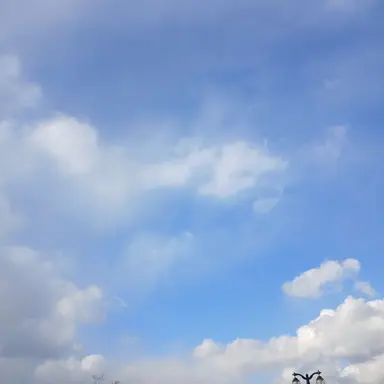 Profile image of 도트 베럿