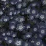 Profile image of 카지 렌