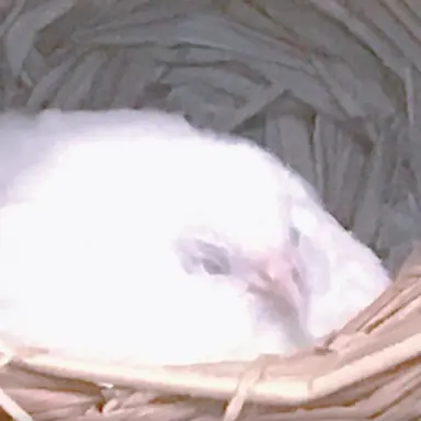 Profile image of 삑삑이