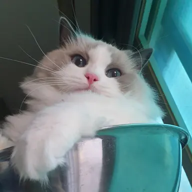 Profile image of 뭉치