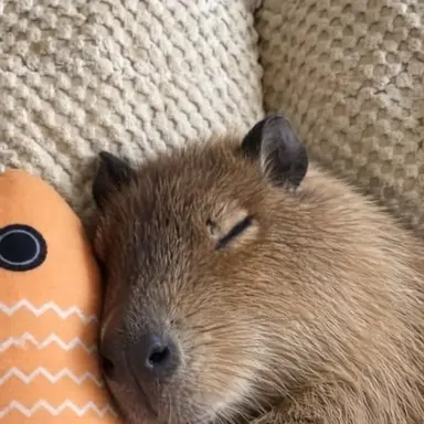 Profile image of Gizmo