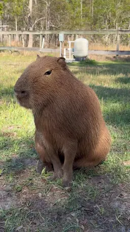 Profile image of Gizmo