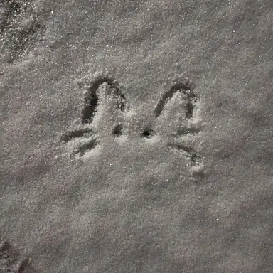 Profile image of 콜리꾸몽