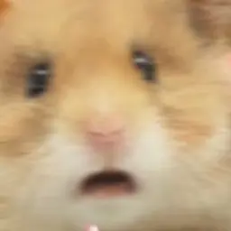 Profile image of 보넥더 아이돌 무대