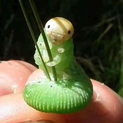 거대 애벌레 대표 이미지