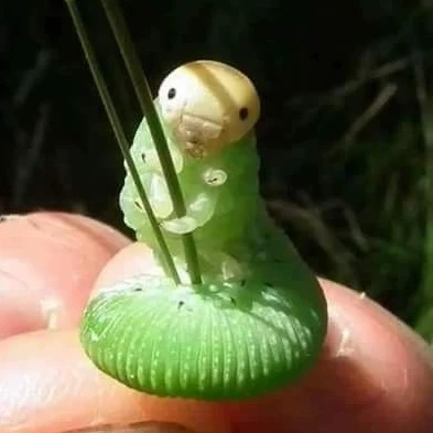거대 애벌레