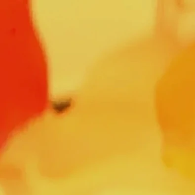 따라쟁이