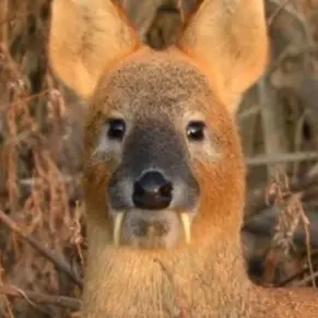 Profile image of 고라니