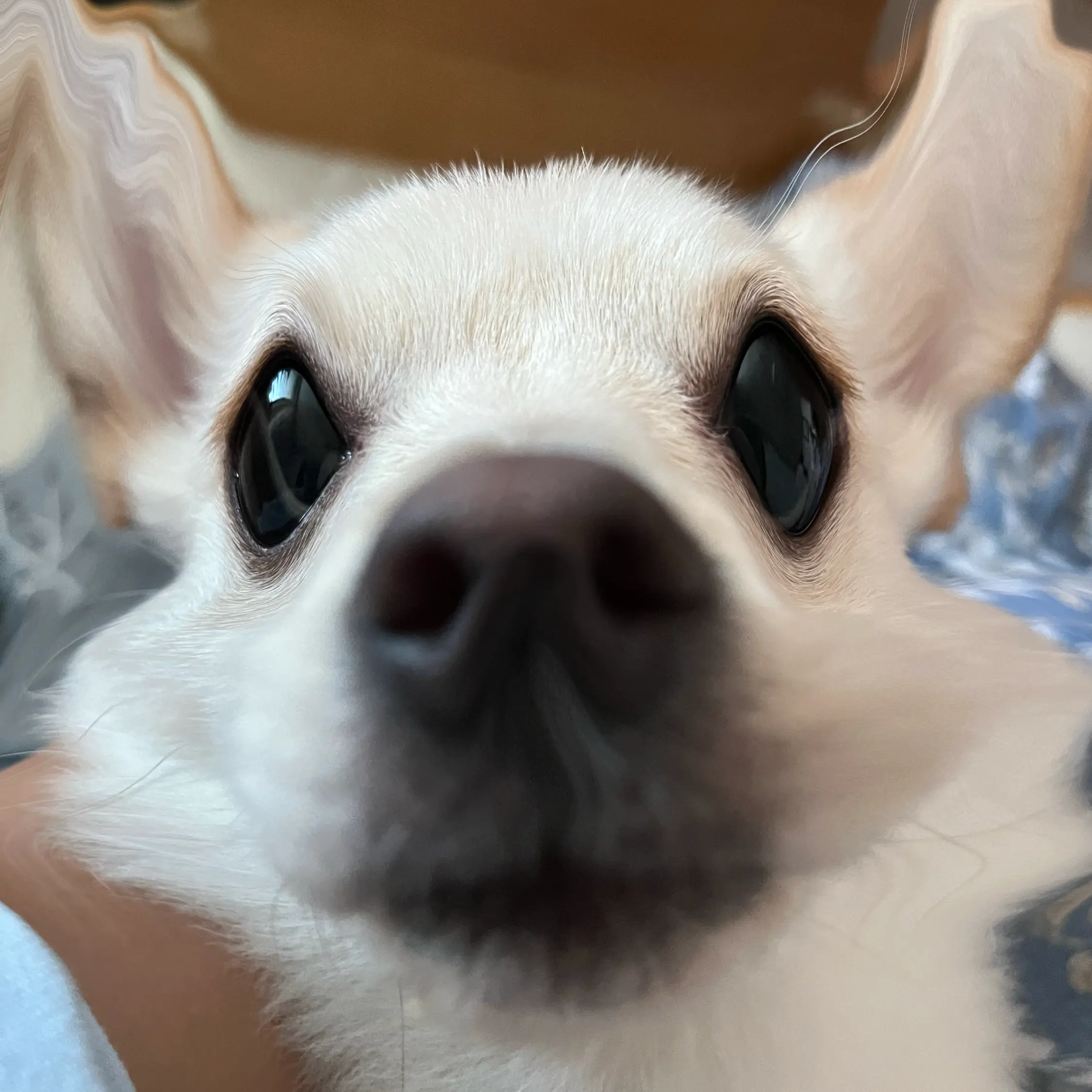 SmartOlm2974의 크롱이