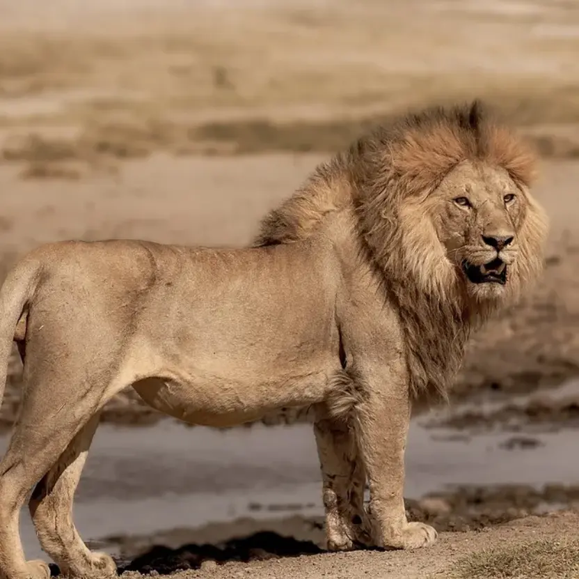 YeastyBus0638의 당신은암사자