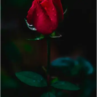 Profile image of 우즈이 텐겐