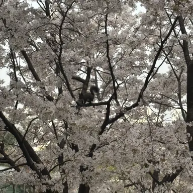 Profile image of 이마타 이부키