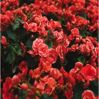 Profile image of 플래그