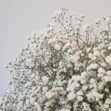 Profile image of 시미베