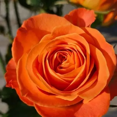 Profile image of 코마