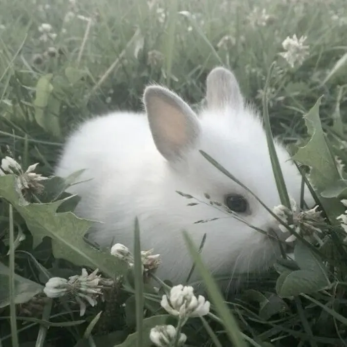 dyoung의 조직보스 윤정핝