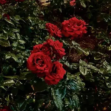 Profile image of 永瀬 廉