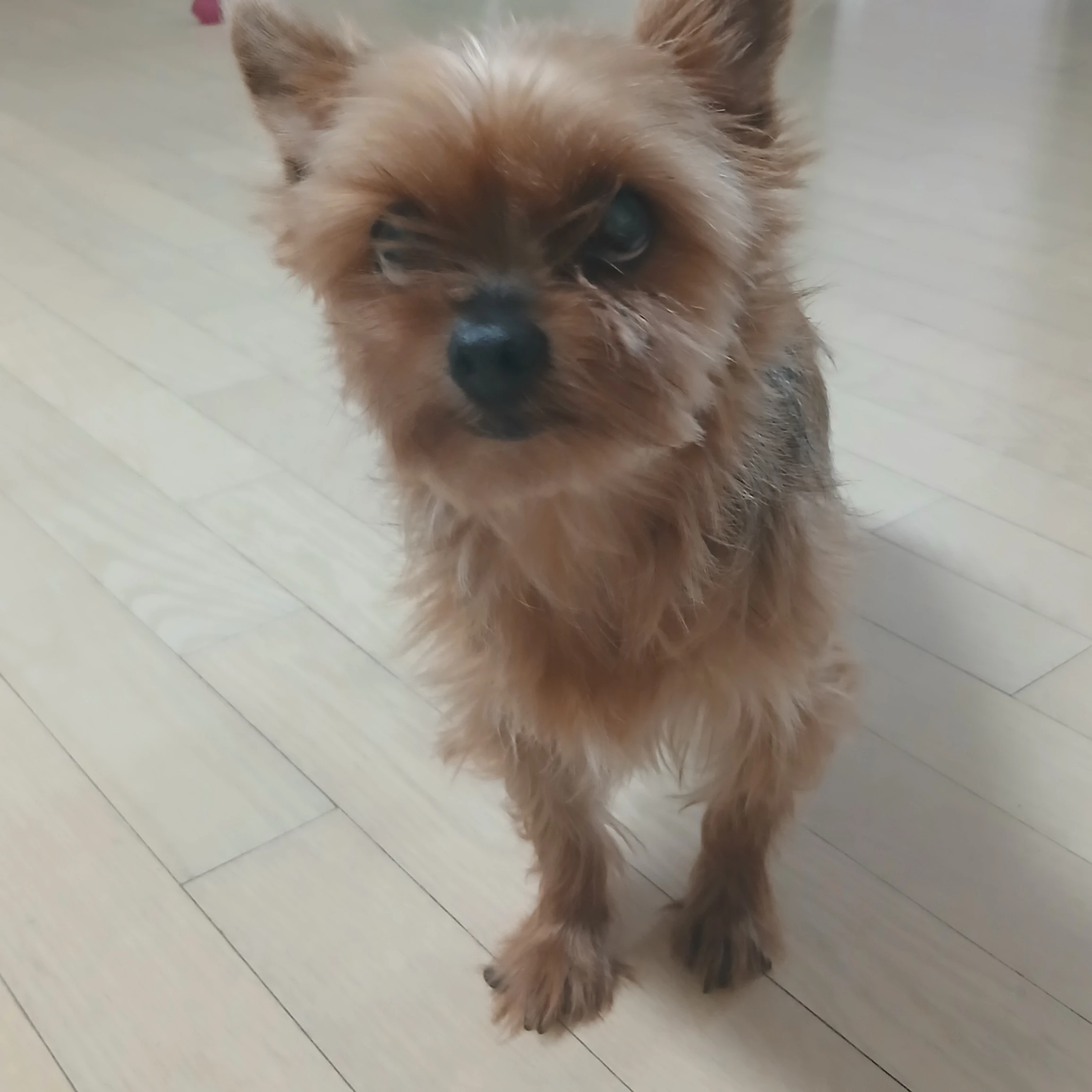 잔디