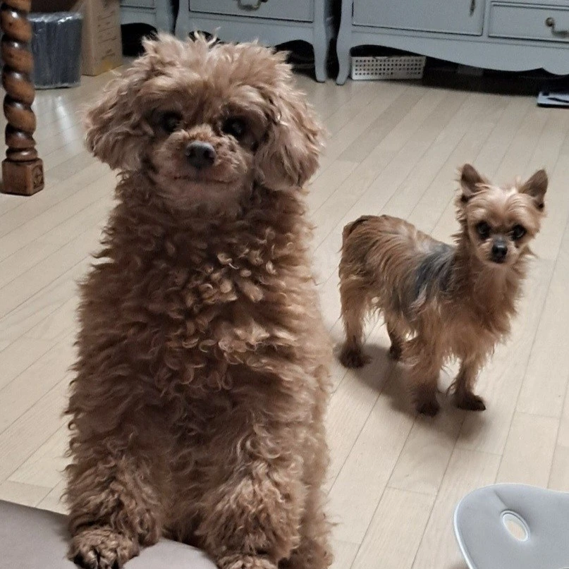 잔디