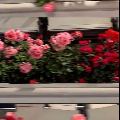 Profile image of 플래그