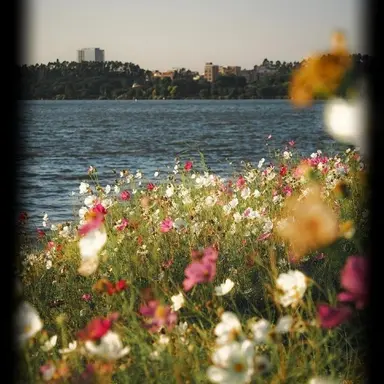 Profile image of 코마