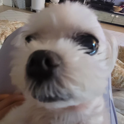 당신 집의 강아지
