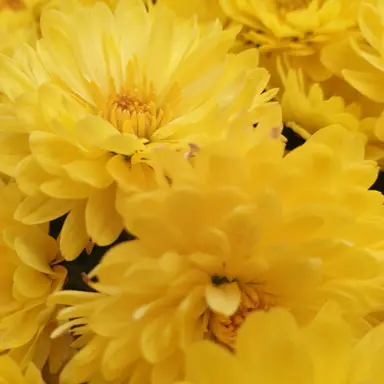 Profile image of 쪼만