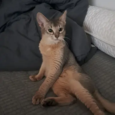 Profile image of 스키즈 남사친들